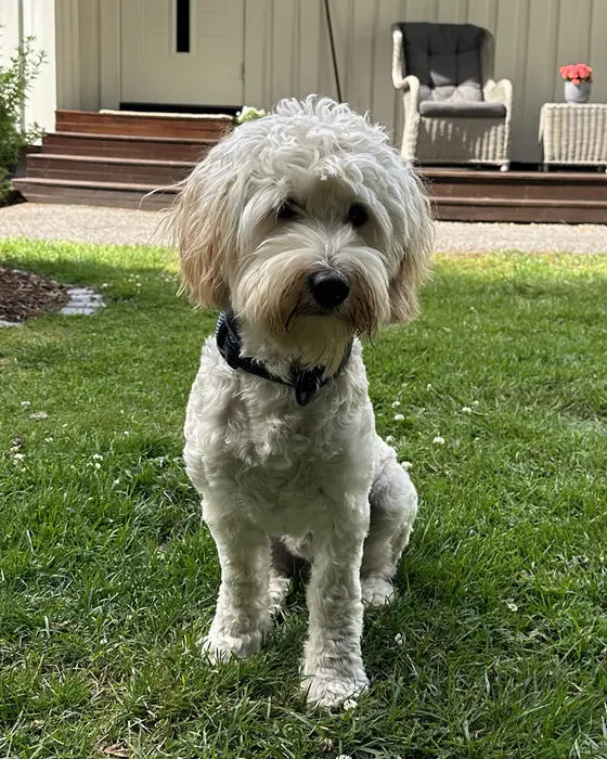 Real photo of Biggie sitting on the lawn, short cream coat with apricot ears