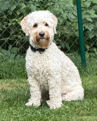 Real photo of Boss sitting on the grass with a black collar