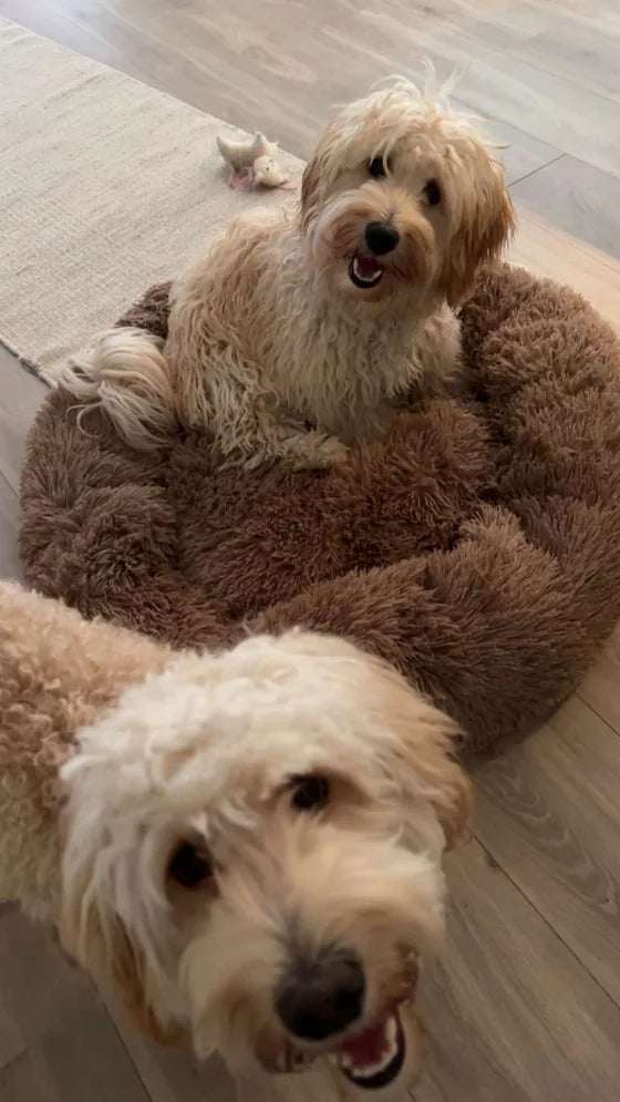 Boss right up at the camera with Biggie sitting on a fluffy brown dog bed behind him