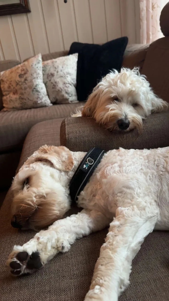 Real photo of Boss asleep on his side at the front of a brown sofa, with Biggie resting his head on the armrest behind him