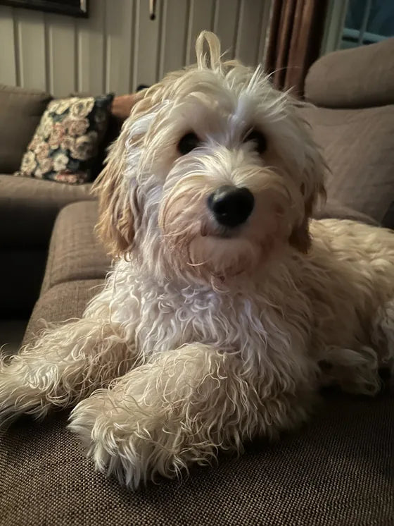 Biggie lying on the sofa in the evening