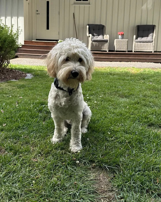 Biggie sitting on the lawn in front of the house