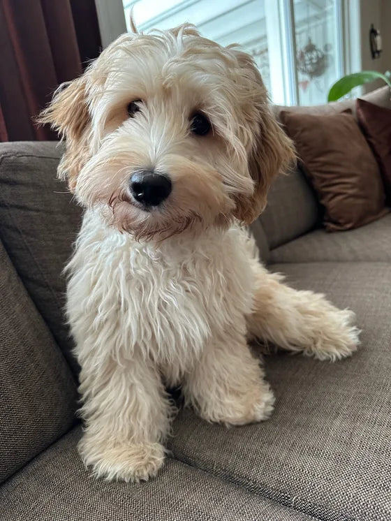 Biggie as a puppy sitting on the sofa